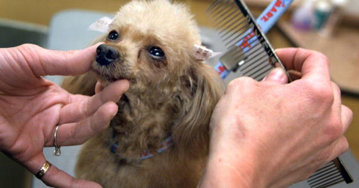 47 dogs died after PetSmart grooming, investigation says