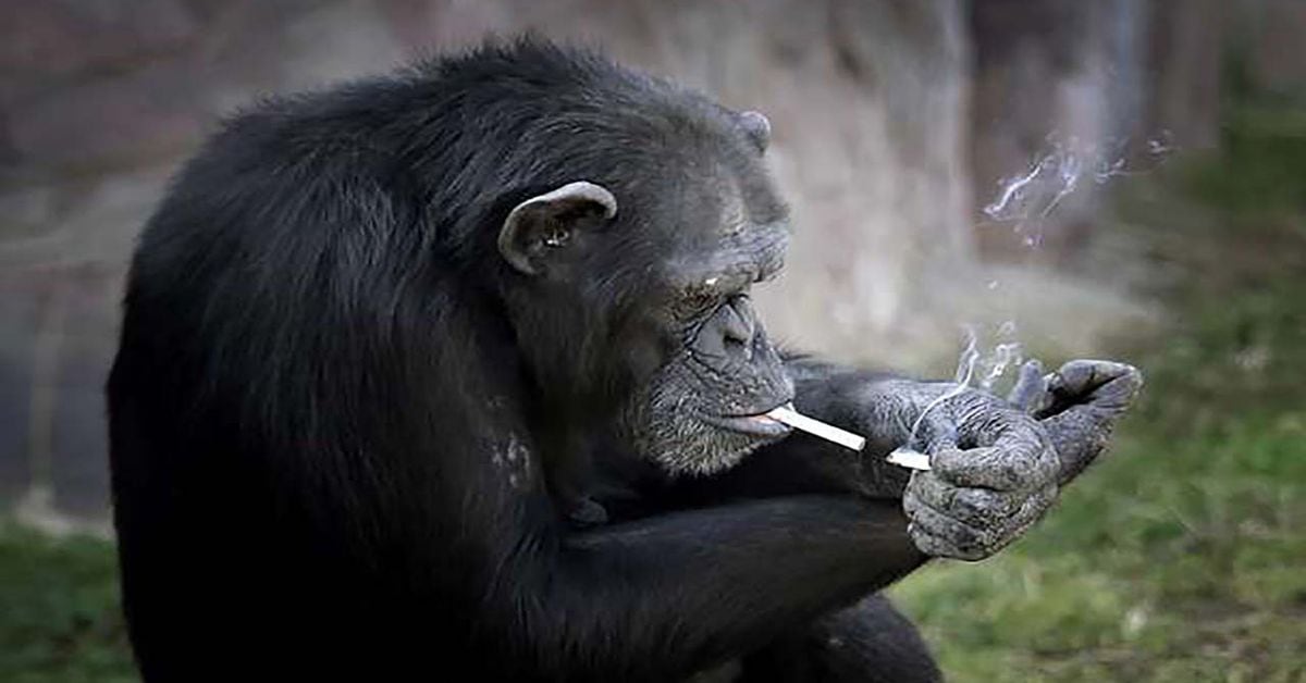 This chimpanzee smokes a pack of cigarettes every day