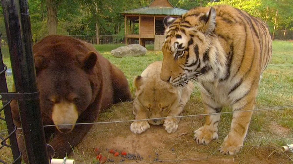 BLT Love: Bear, Lion, Tiger Become Best Friends In Drug-dealer's Basement