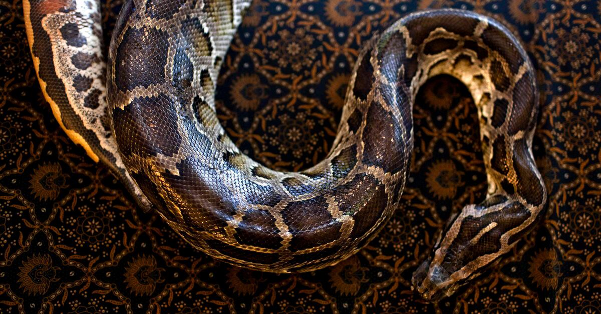 7-meter-long Python Swallows Indonesian Woman