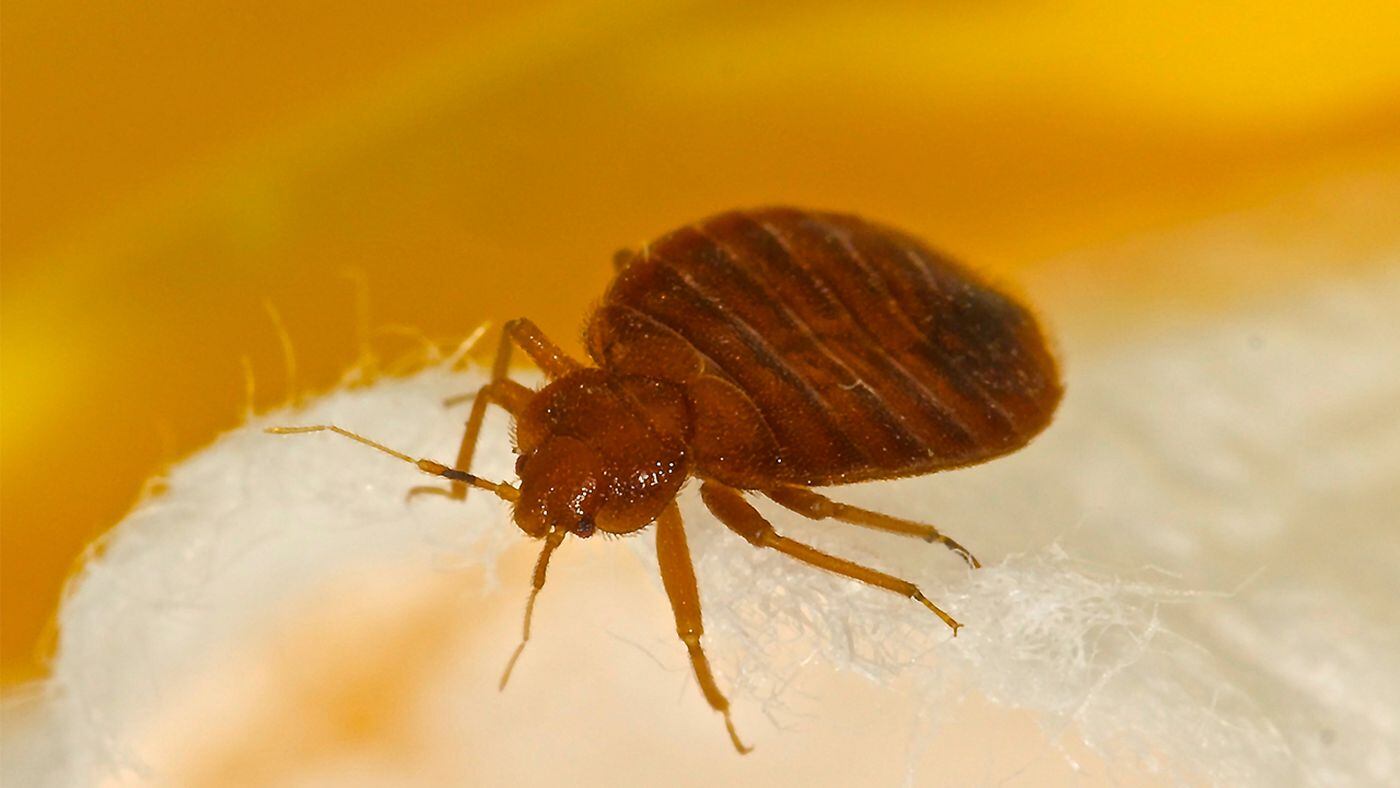 Bedbugs How To Detect Them Prevent Them And Get Rid Of Them