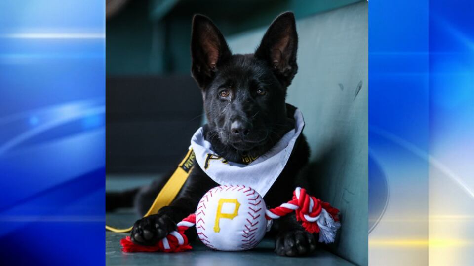 Pirates' pup Bucco paired with veteran before game - CBS Pittsburgh