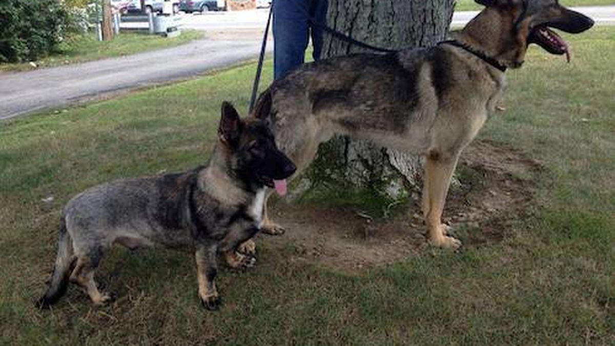 Rare, adorable Corgi-German Shepherd mix saved by local rescue group