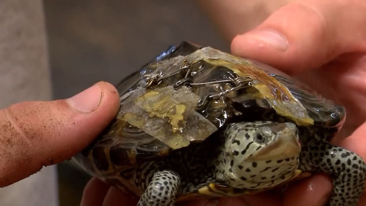 Animal rescue group needs bra donations to help turtles with broken shells