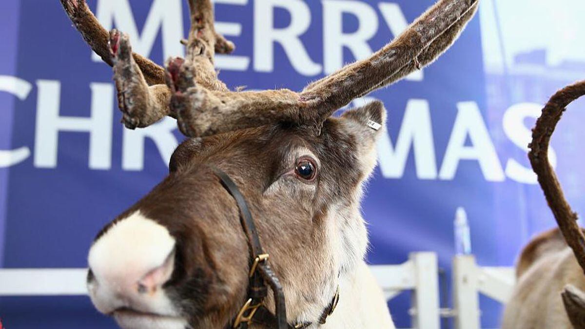Reindeer look more Halloween than Christmas at Columbus Zoo