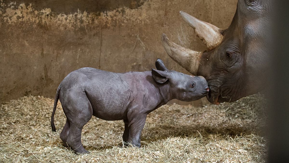 Endangered black rhino calf born at Pittsburgh Zoo