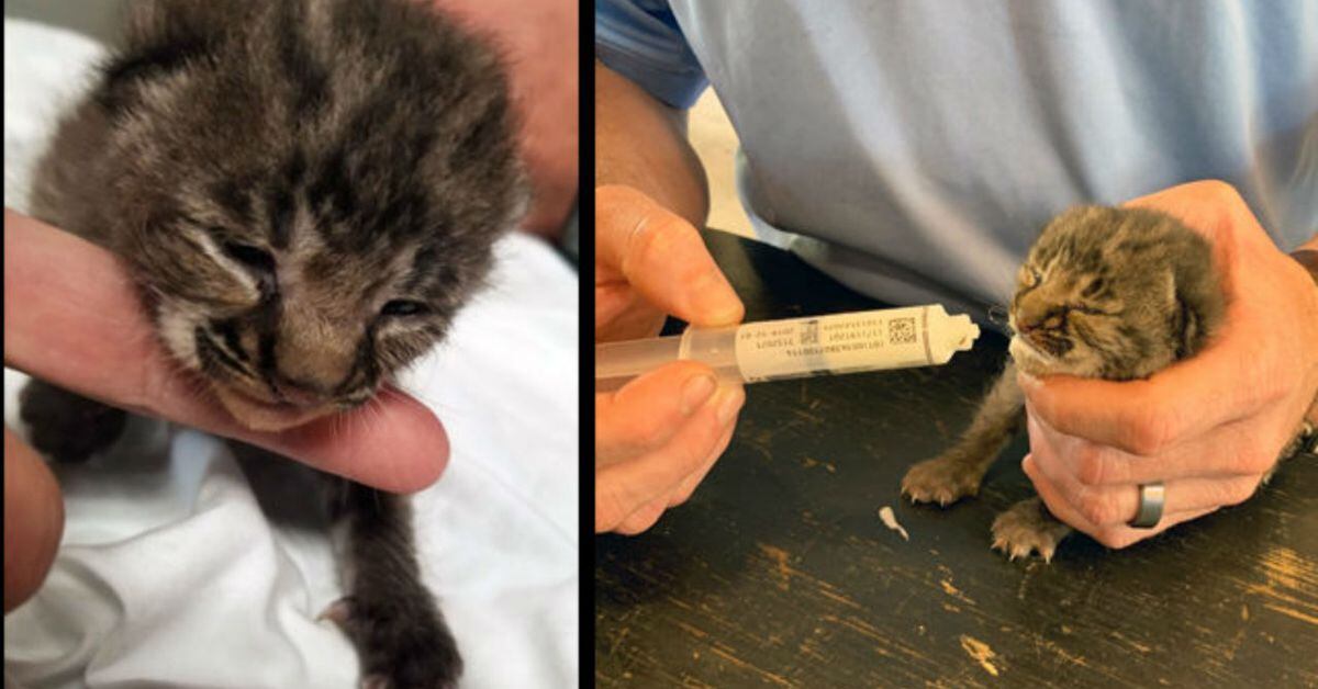 2-week-old bobcat kitten dropped off at Florida fire station