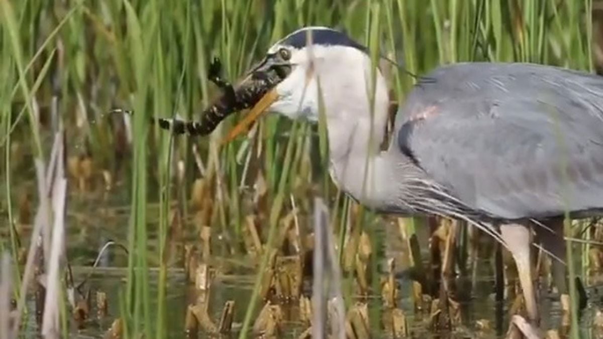 Great Blue Heron Eats Baby Alligator In Florida Lake